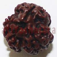 3 mukhi 24977 15mm